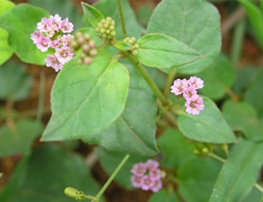 Punarnava