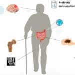 How Prebiotics, Probiotics, and Postbiotics Help Maintain a Healthy Gut in Senior Citizens